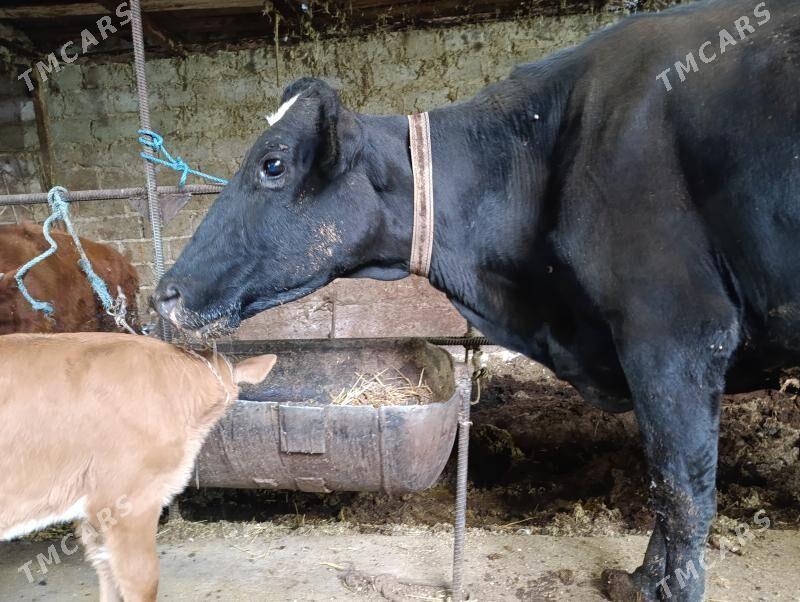 Саглык - Туркменабат - img 6