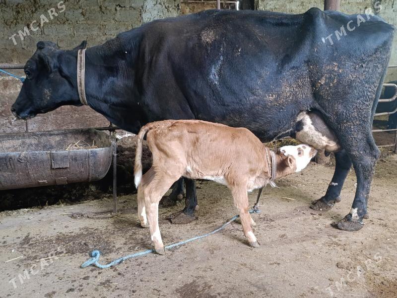 Саглык - Туркменабат - img 4