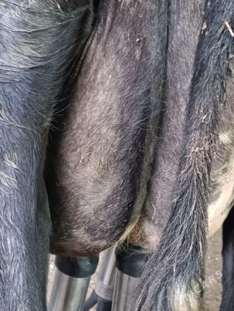 Саглык - Туркменабат - img 1