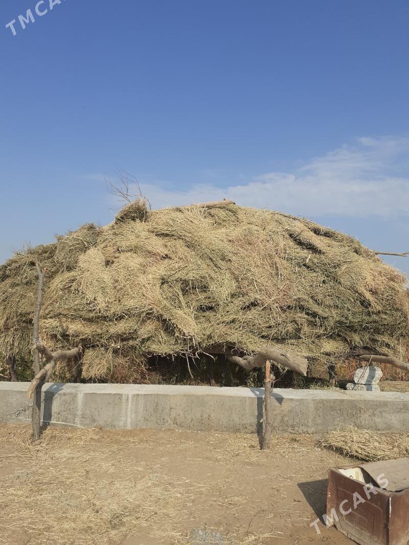 ot - Фарап - img 1