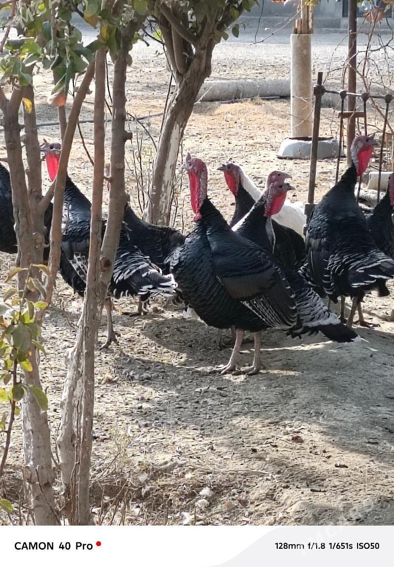 induk - Бахарден - img 2