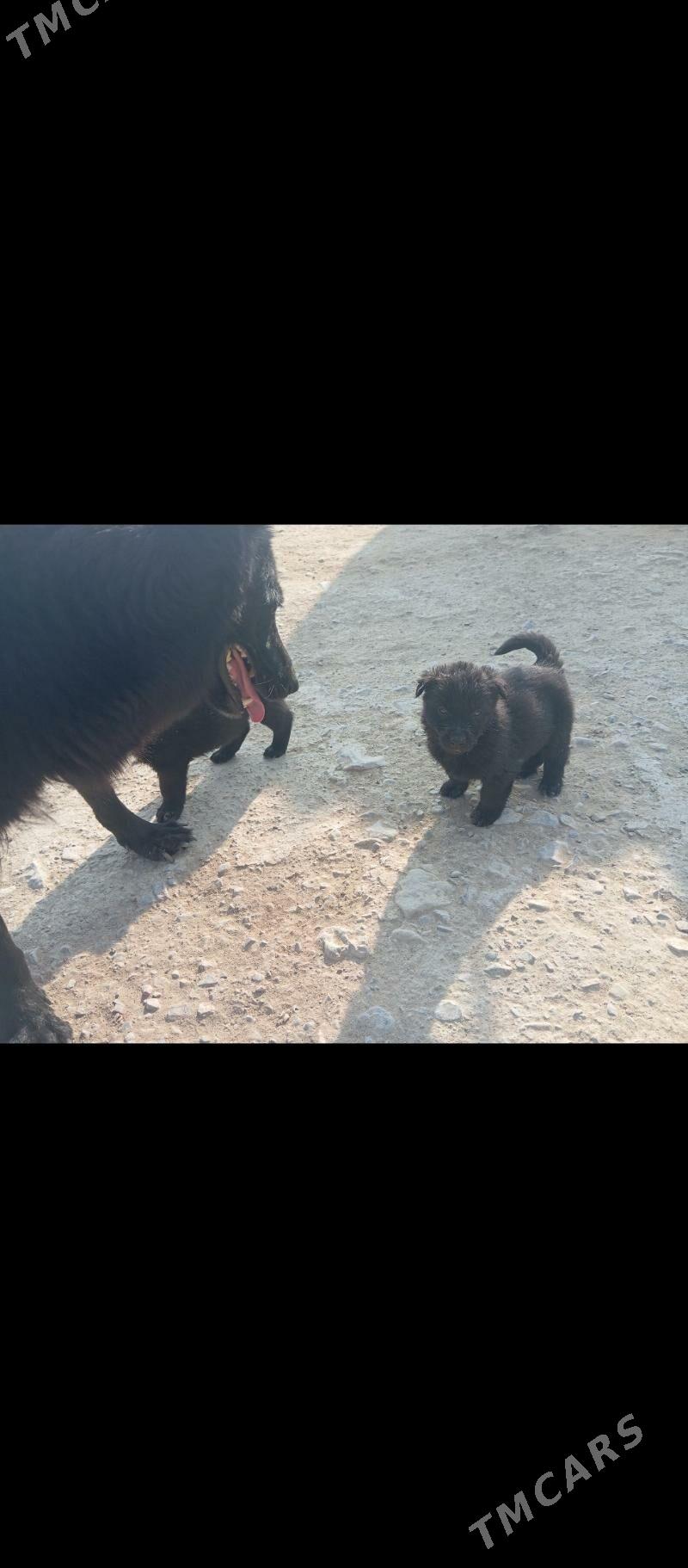 It Awcarka - Gyzylarbat - img 9