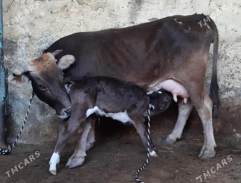 Goleli sygyr - Ашхабад - img 2