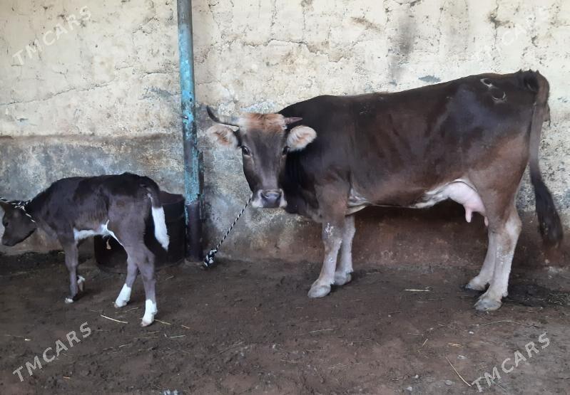 Goleli sygyr - Ашхабад - img 4