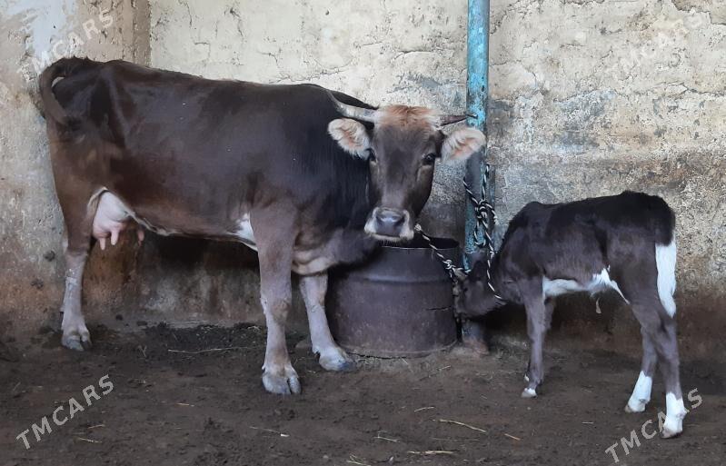 Goleli sygyr - Ашхабад - img 1