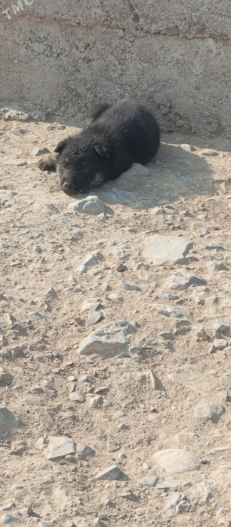 It Awcarka - Gyzylarbat - img 8