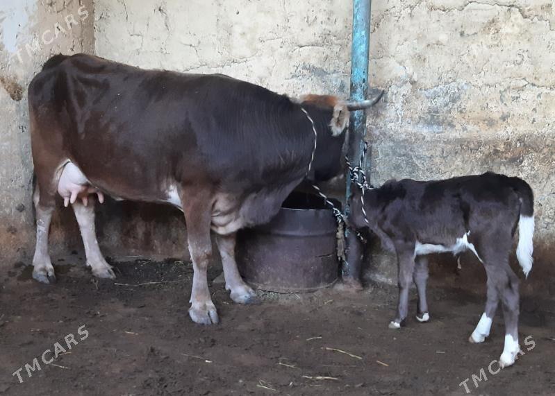 Goleli sygyr - Ашхабад - img 5