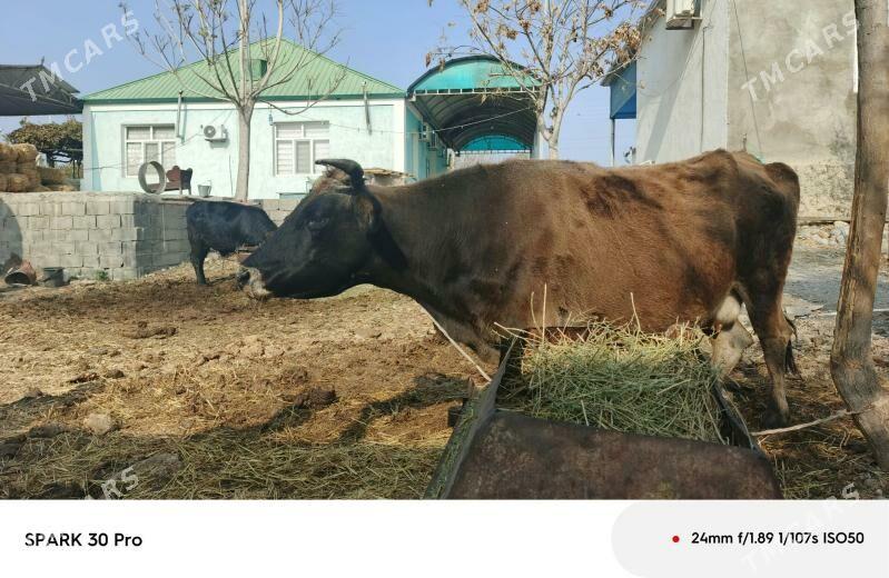 okuz - Анев - img 2