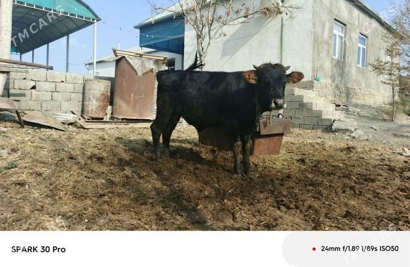 okuz - Анев - img 3