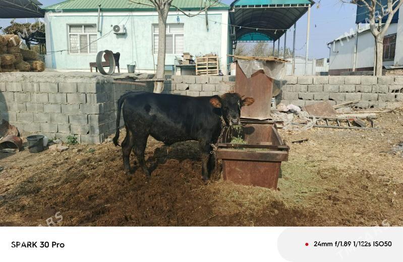 okuz - Анев - img 5