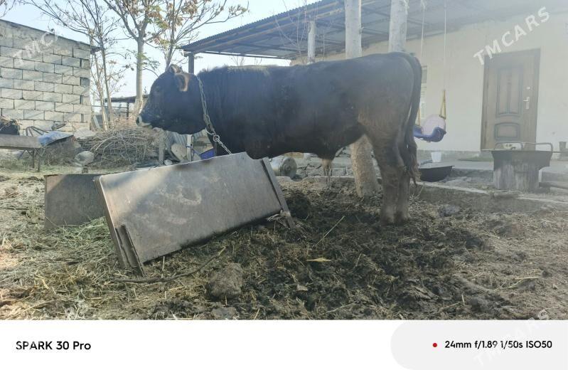 okuz - Анев - img 6