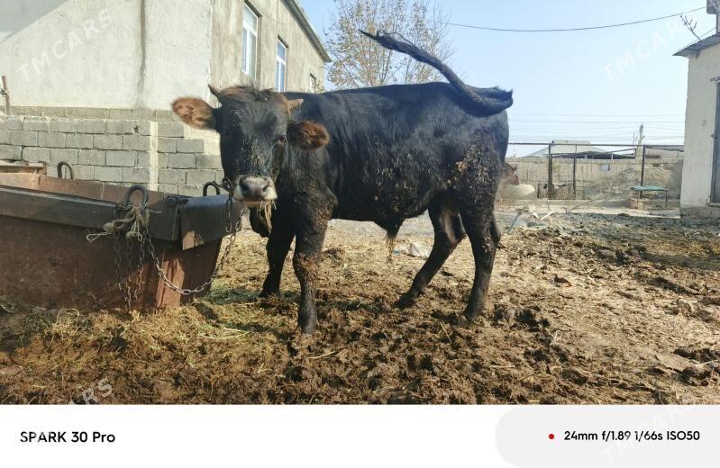 okuz - Анев - img 4