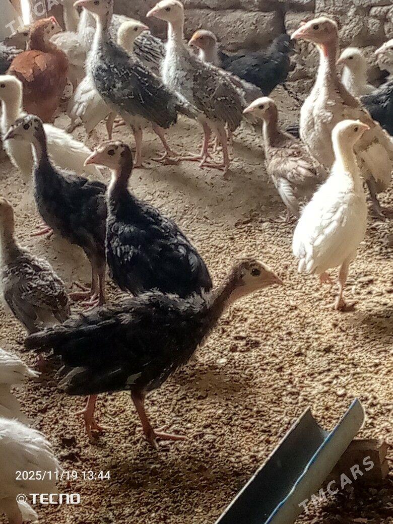 induk jüýje - Каракумский этрап - img 3