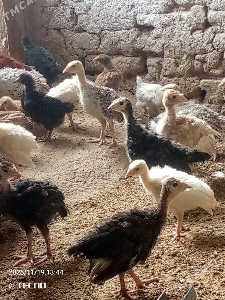 induk jüýje - Каракумский этрап - img 6