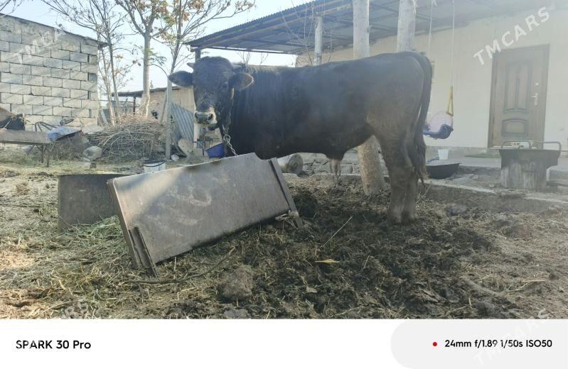 okuz - Анев - img 7