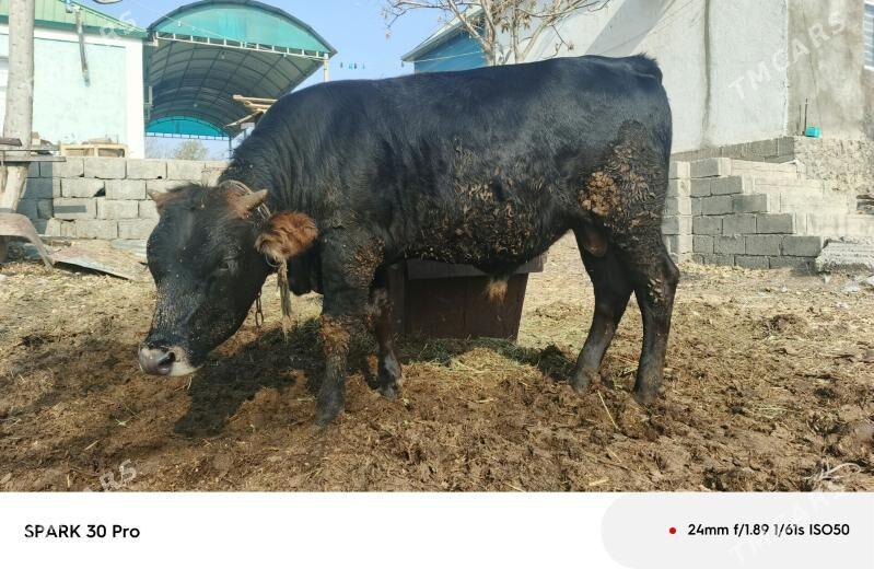 okuz - Анев - img 10