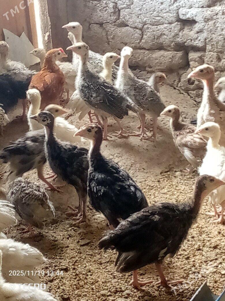 induk jüýje - Каракумский этрап - img 5