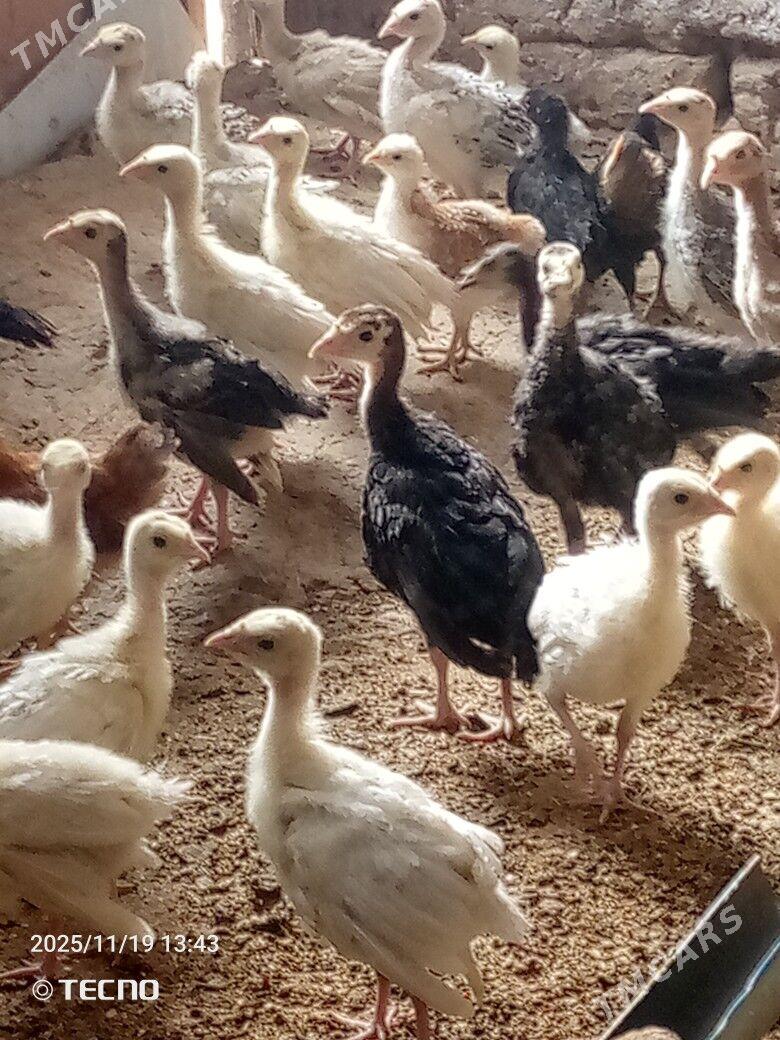 induk jüýje - Каракумский этрап - img 2