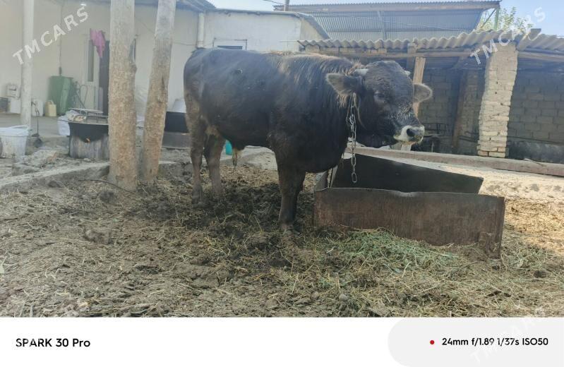 okuz - Анев - img 9