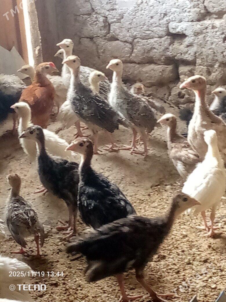 induk jüýje - Каракумский этрап - img 4