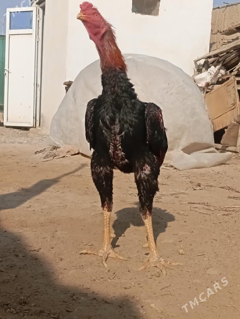 taskent - Büzmeýin - img 1