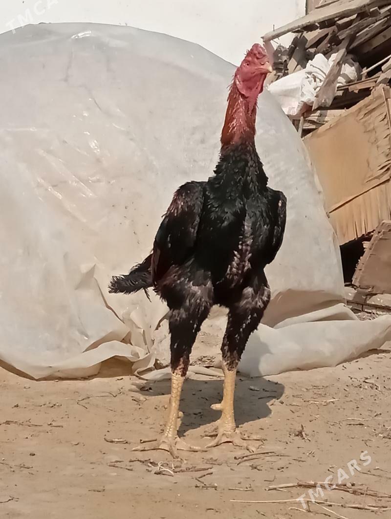 taskent - Büzmeýin - img 2