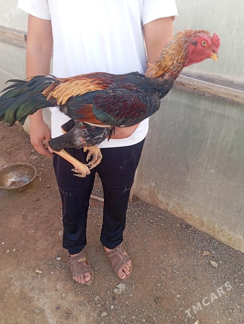 taskent - Büzmeýin - img 5