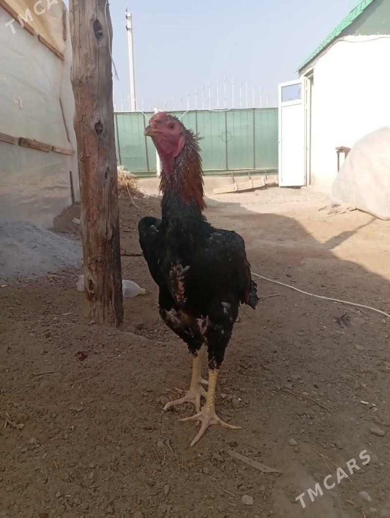 taskent - Büzmeýin - img 3