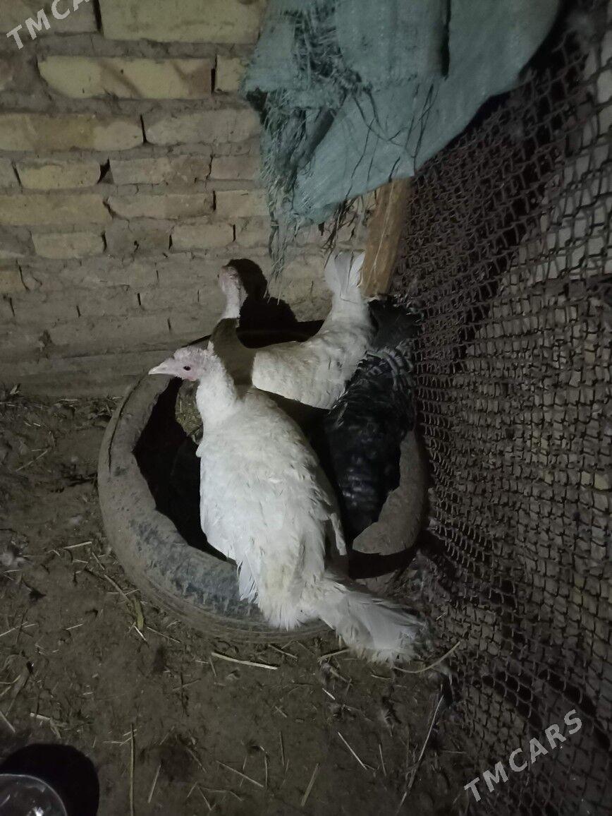 курк индук kurk - Фарап - img 2