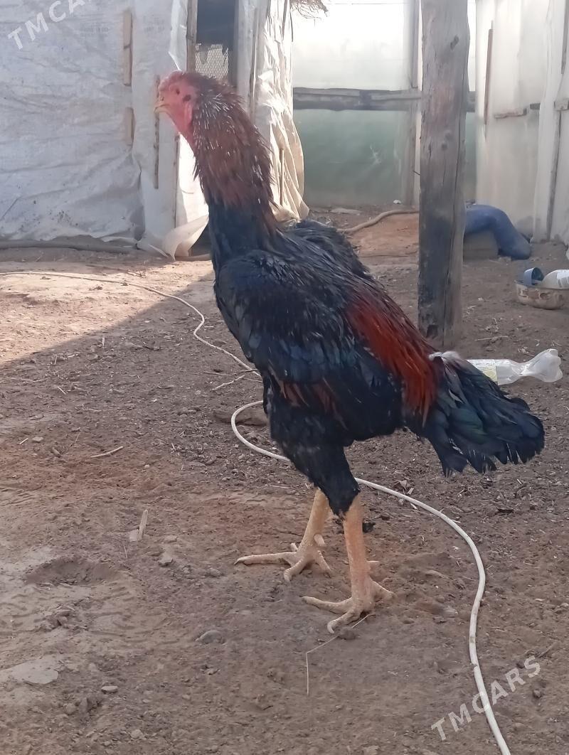 taskent - Büzmeýin - img 4