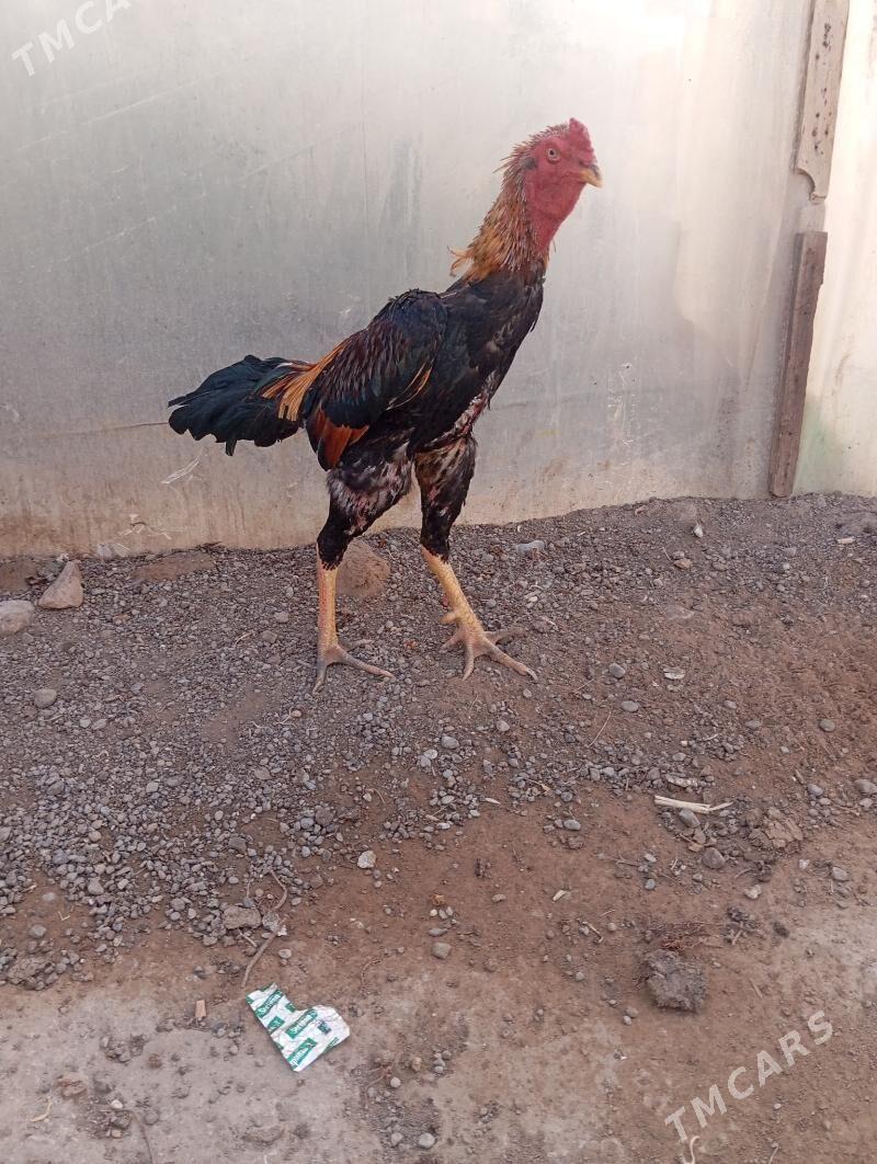 taskent - Büzmeýin - img 6