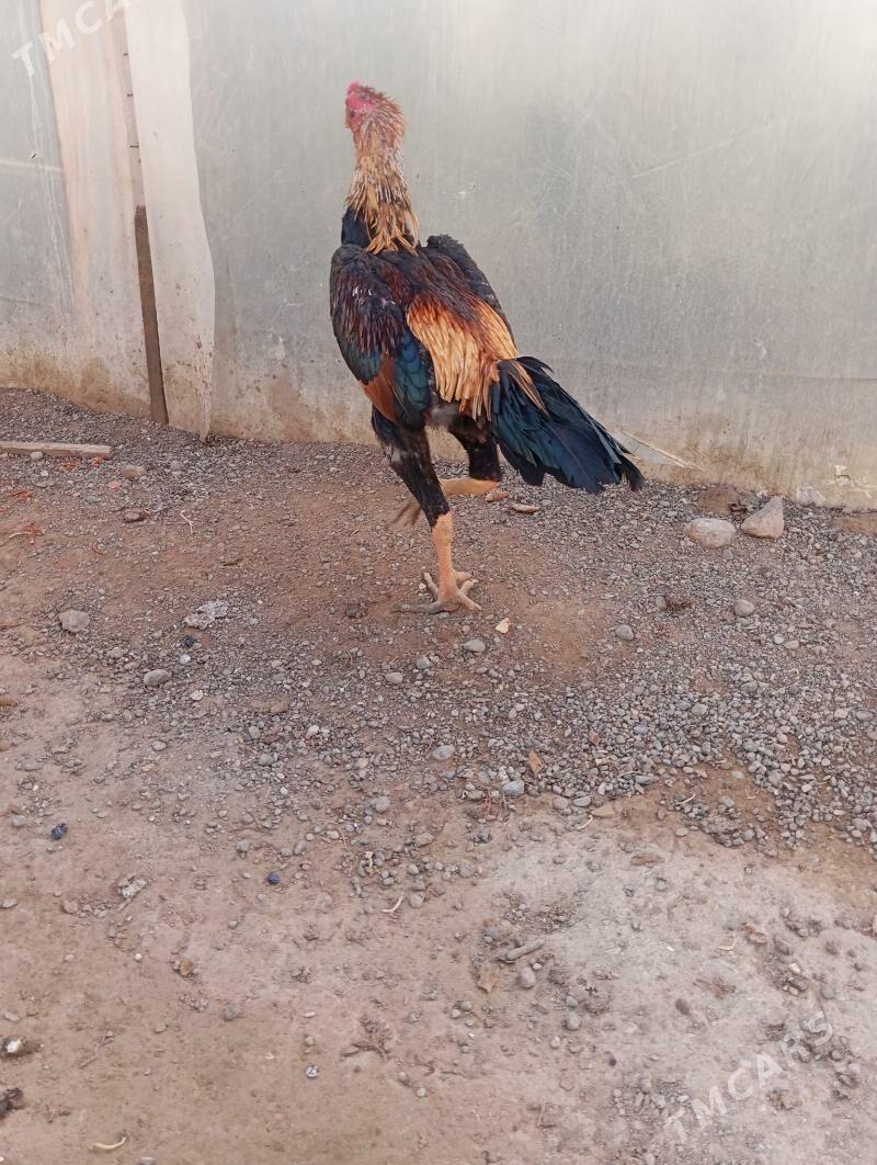 taskent - Büzmeýin - img 7