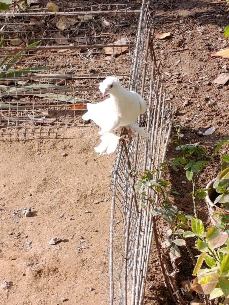 kepdery - 11 mkr - img 2