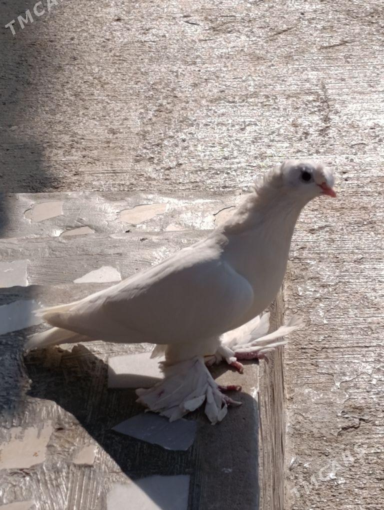 kepdery - 11 mkr - img 9