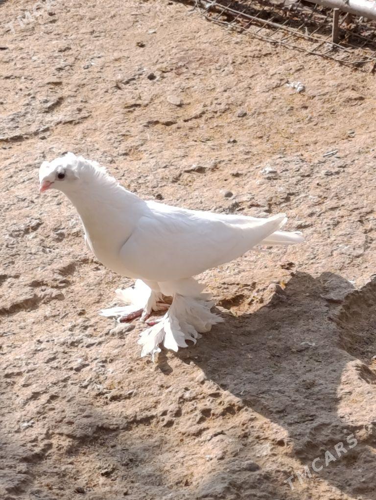 kepdery - 11 mkr - img 8