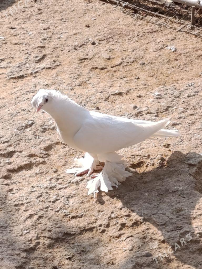 kepdery - 11 mkr - img 4