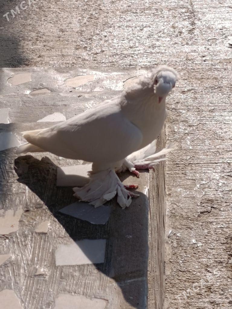 kepdery - 11 mkr - img 3