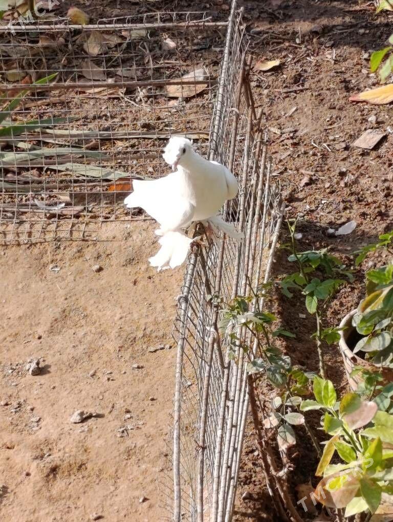 kepdery - 11 mkr - img 7