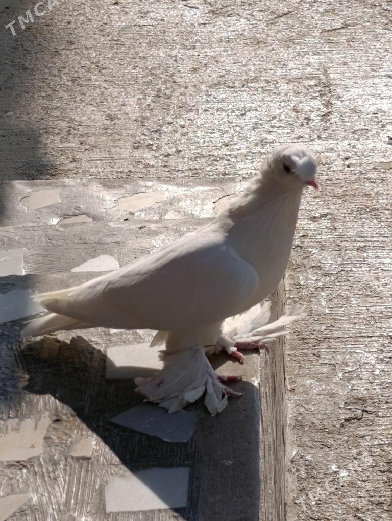 kepdery - 11 mkr - img 5