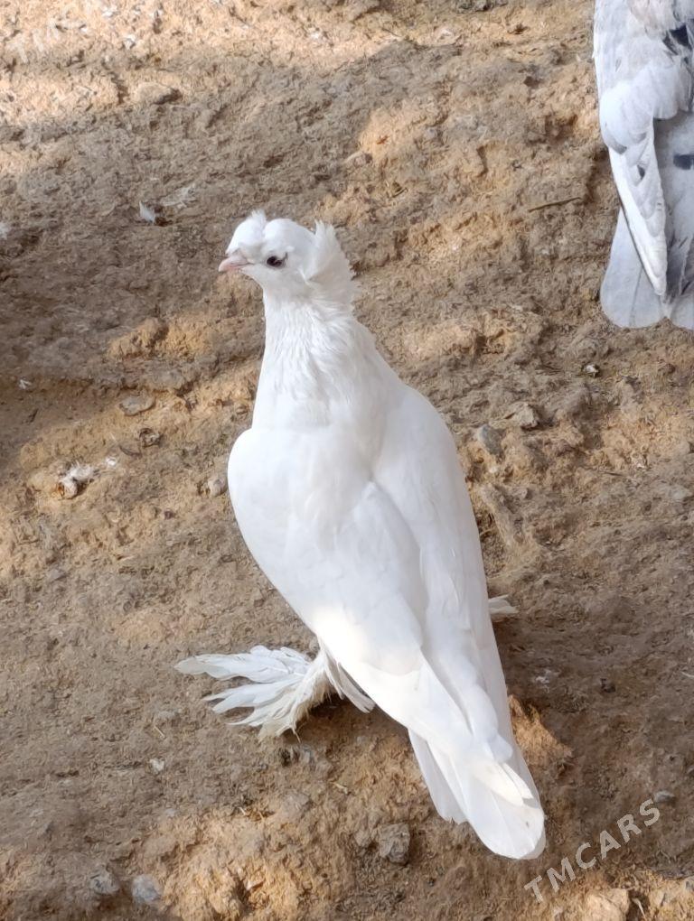 kepdery - 11 mkr - img 10