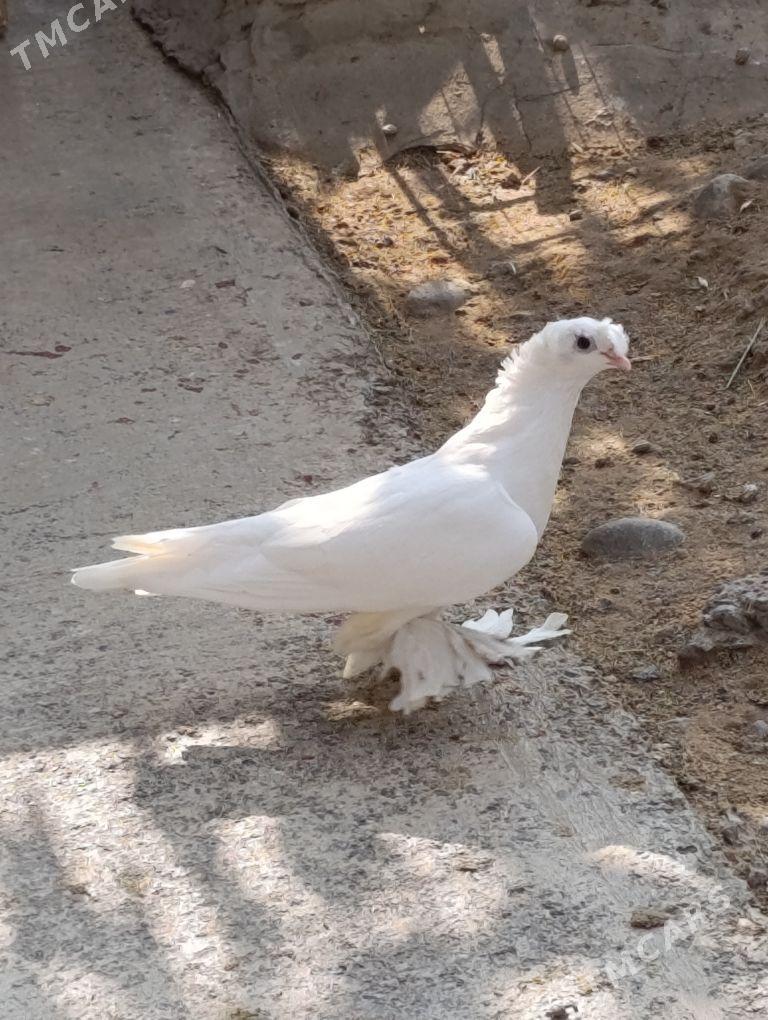 kepdery - 11 mkr - img 6