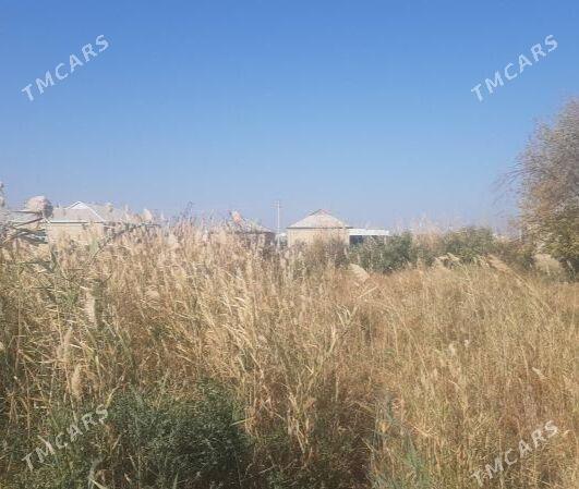 Satlyk Mellek - Sakarçäge - img 4