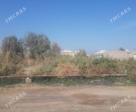 Satlyk Mellek - Sakarçäge - img 1