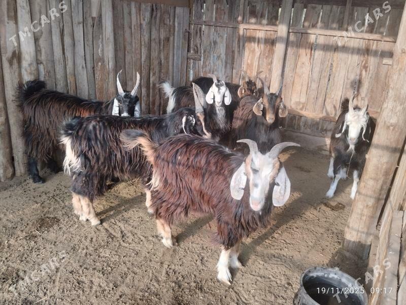 çewişler - Сакарчага - img 2