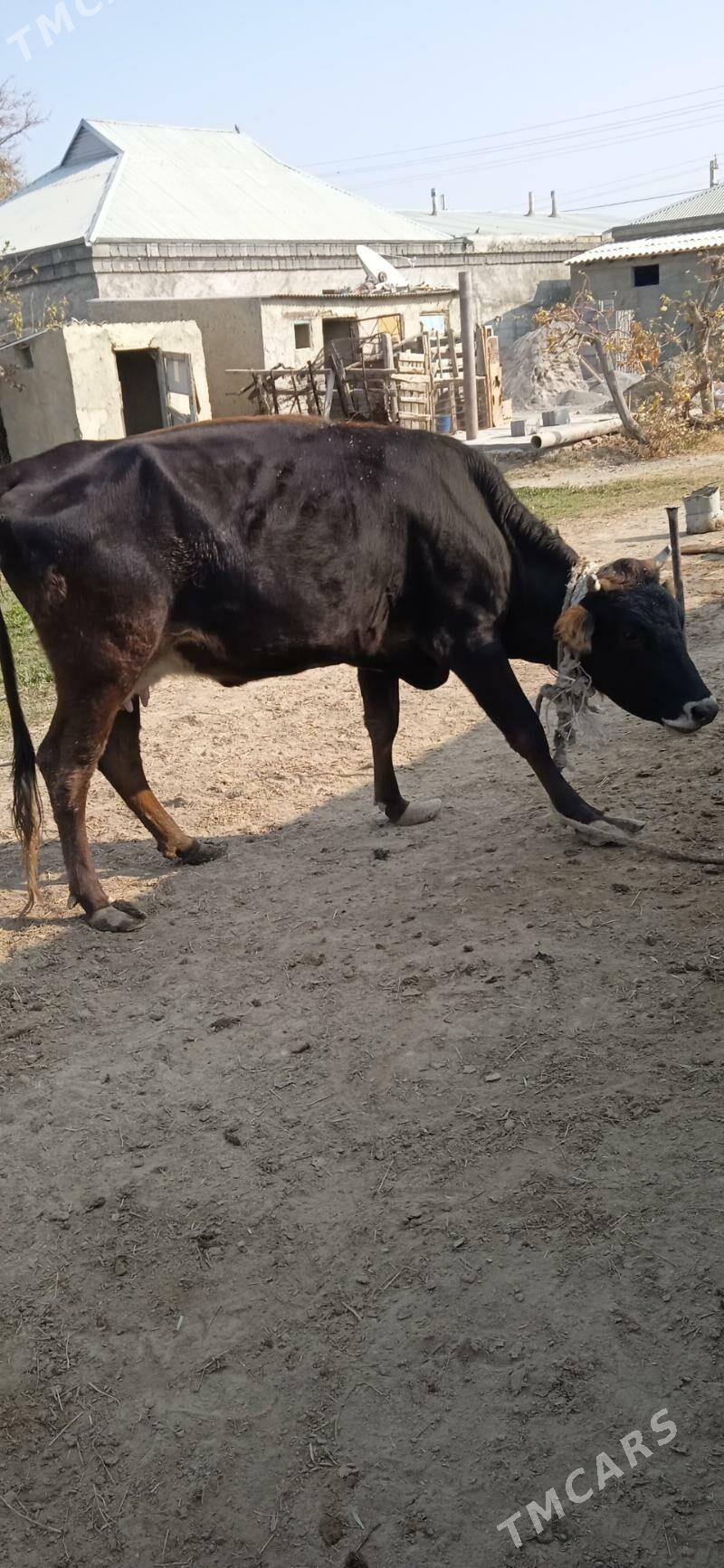 sygyr gysyr - Bäherden - img 7