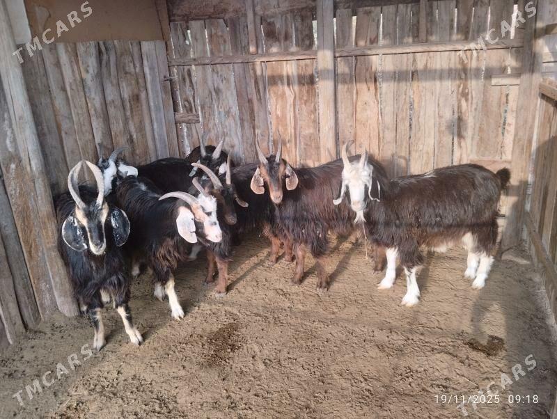 çewişler - Сакарчага - img 1