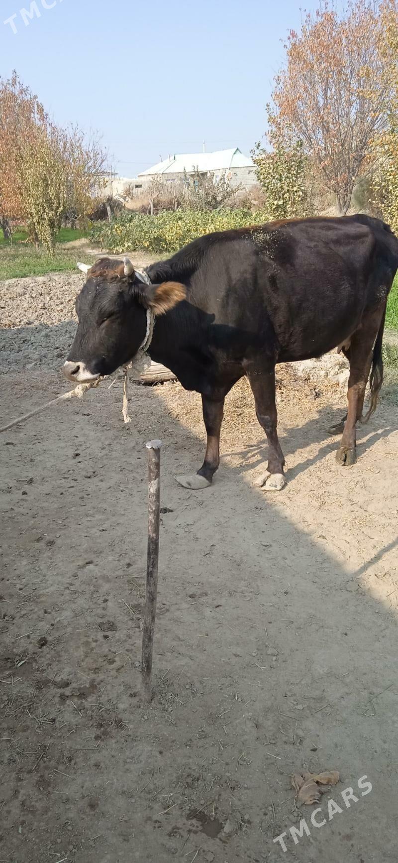 sygyr gysyr - Bäherden - img 3