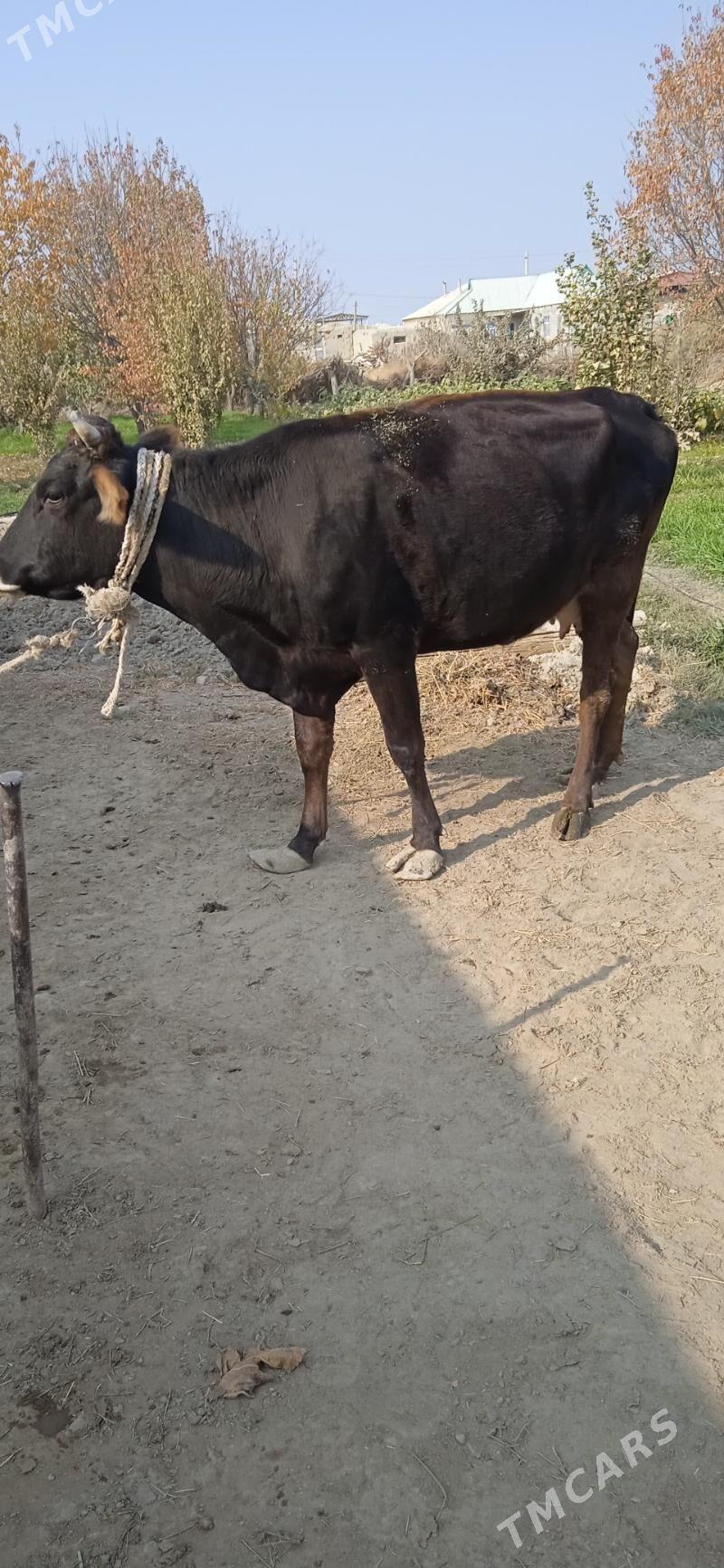 sygyr gysyr - Bäherden - img 5