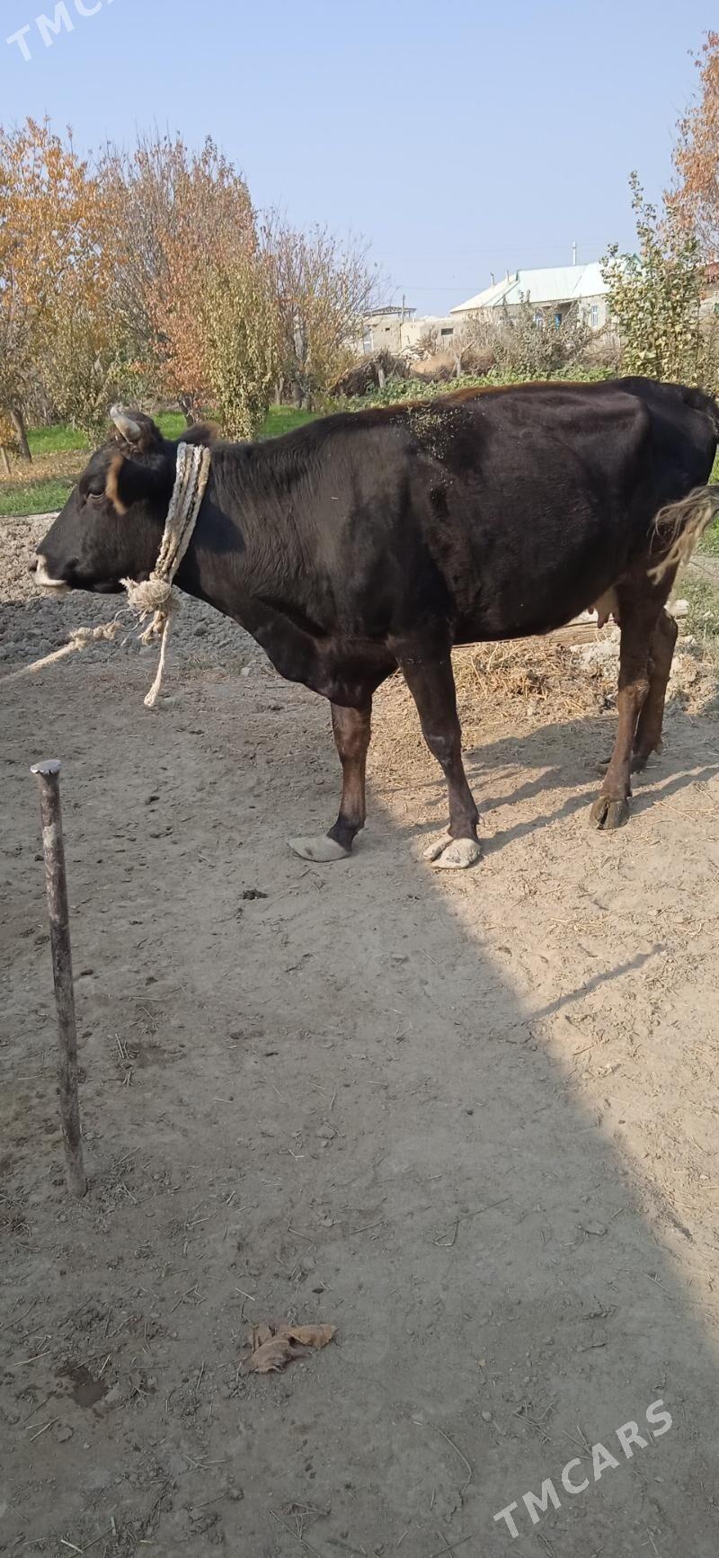 sygyr gysyr - Bäherden - img 6