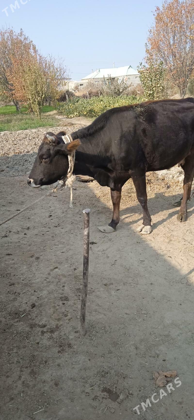 sygyr gysyr - Bäherden - img 2